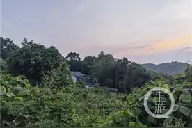 文阿姨生病了 她的1400多只毛孩子该怎么办？图片