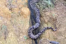 21斤野生蟒蛇被编织网缠紧获救图片