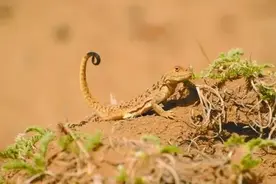 青海沙蜥：想了解我？看尾巴图片