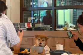 北京三里屯一餐厅人狗同桌进餐引争议，律师这样说图片