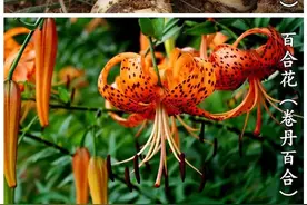 百合：夏季赏花，秋季入药兼入膳图片