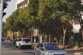 台风期间被刮倒后，大树被人从根部锯断图片