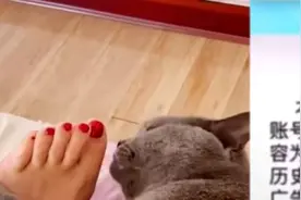 女子让猫舔脚配广告音乐被判赔7万，律师：泸州老窖维权合法视频封面