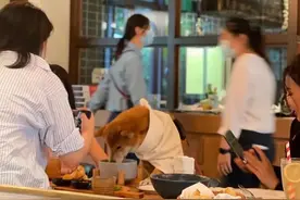 “前爪扒着餐桌，头埋进碗里”，一餐厅人狗同桌进餐，网友吵起来了图片