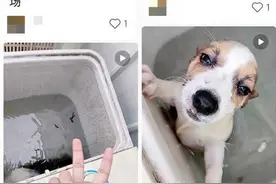 网传宠物狗被拔牙丢进洗衣机旋转，河南商丘网信办：已记录此事图片