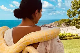 瓦妮莎晒黄金蟒缠身照片：母亲成了曼巴女王图片