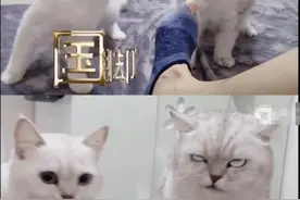 女子发恶搞视频被判赔7万！泸州老窖称焦点在于是否贬损品牌图片