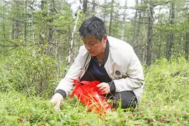 绰尔雅多罗湿地的红豆红了图片