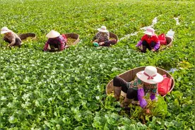 下厨房｜新鲜出水的菱角，两头尖尖正是滋味美好时图片