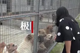 宜昌女子为照顾400只流浪猫狗，耽误了恋爱成家图片