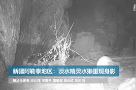 新疆阿勒泰地区：淡水精灵水獭重现身影