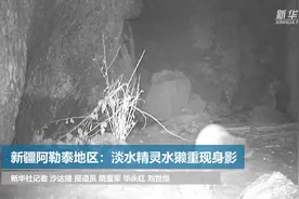 新疆阿勒泰地区：淡水精灵水獭重现身影