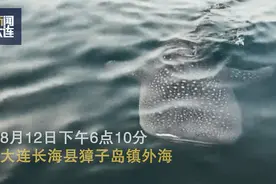 高能！大连惊现世界最大鱼类！图片