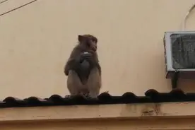 上海金山“流浪猴”的乡村之旅还在继续，蹭吃蹭喝逍遥自在图片