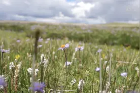 高原美景  海拔4700米的聂荣湿地公园视频封面