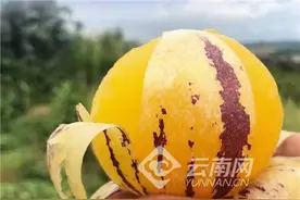 石林人参果成熟了 一一2021首届石林8.18人参果开采节推介会在昆举行图片