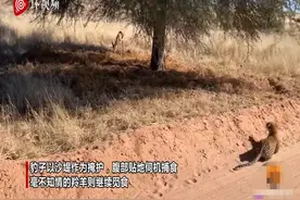 非洲一豹子腹部贴地伺机捕食 几秒结束战斗图片