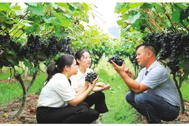 灌阳西山：喝露水长大的“云雾葡萄”成瑶乡“金果果”图片