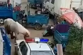 黄山一匹白马在街头撞伤七旬老人，马主被判赔20余万视频封面