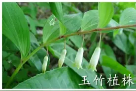 玉竹又名葳蕤，具有养阴润燥之效，还能润泽肌肤图片