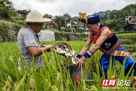 好日子就快到来，这样的稻花鱼可以解馋了图片