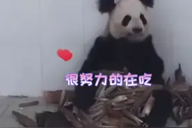 大熊猫因长相潦草而走红，网友：我已经忘记正常熊猫长啥样了图片