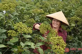 罗城：“小药材”撑起致富“大产业”图片