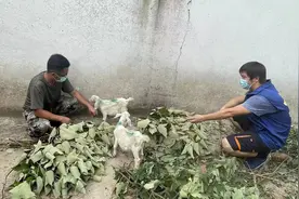 疫情期间羊主人被集中隔离，南京90后网格员成了“放羊倌”图片