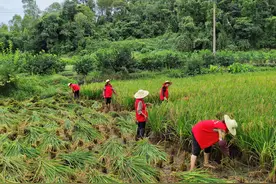 收割机+志愿者 四川克服疫情抢收水稻图片