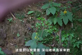 父子接力 “医”路前行视频封面