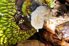 菠萝蜜出琼岛记：从“没人种”到“抢着种”图片