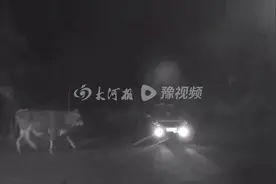 新密一头倔牛夜晚“离家出走”，遇上执勤交警后被“收服”图片