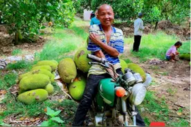 海南菠萝蜜“拼”出圈：果子拼命长、新农人拼力卖、食客拼着吃图片