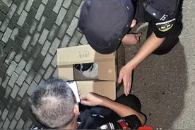 看似普通的乌鸦却并不普通，“误闯”民宅的是濒危保护动物白颈乌鸦——图片