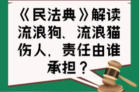 普法课堂｜流浪狗、流浪猫伤人，责任由谁承担？图片