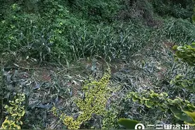 略阳山区野猪出没糟蹋玉米，县林业局：买了800万保险图片