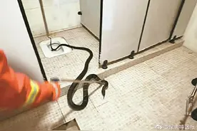 眼镜王蛇闯进大鹏居民住处，咋办？图片