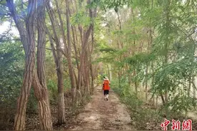 戈壁滩上的护林员：以前风吹睁不开眼，现在满眼皆绿色图片