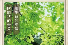 农历中国 | 七月十三 · 寒蝉鸣图片