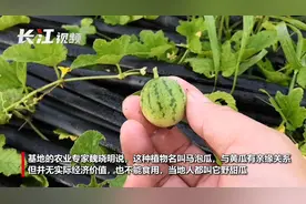 武汉田间出现迷你“野西瓜”，与黄瓜是“亲戚”，有甜瓜香视频封面