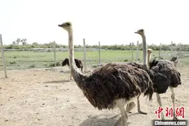 新疆兵团养殖户：养殖鸵鸟觅“钱”景“鸵”起致富梦图片