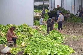 镇平县：烟叶喜丰收 烟农赶“烤”忙图片