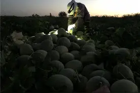 维吾尔族爷孙接力卖瓜 见证新疆哈密瓜“从毛驴车到新电商”图片