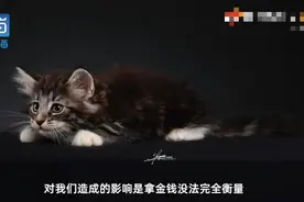 名贵猫王后代被深圳一宠物医院误做绝育手术？院长回应：肯定没交代清楚图片