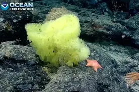 人类祖先可能是“海绵宝宝”？图片