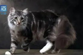 猫王后代到医院体检，被误做了绝育手术图片