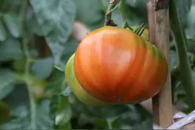 西红柿不如小时候好吃了？植物学博士：其实，我们在被植物所支配图片