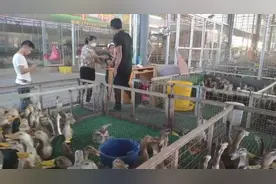 中元节将至，南宁鸭子迎来销售高峰，青头鸭成热卖品图片