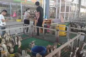 中元节将至，南宁鸭子迎来销售高峰，青头鸭成热卖品图片
