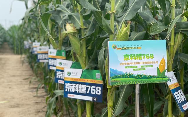 北京种植了3.5万亩鲜食玉米 哪些品种能够捕获市场的心？